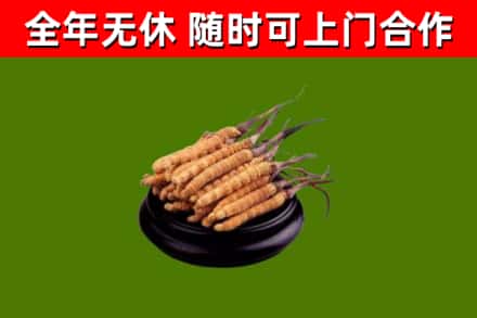 大理回收冬虫夏草