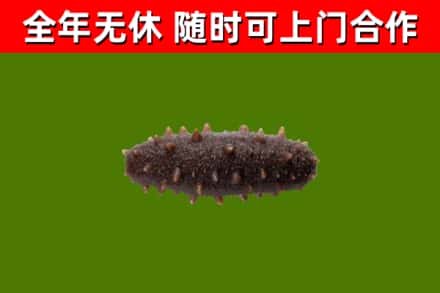 大理回收海参干